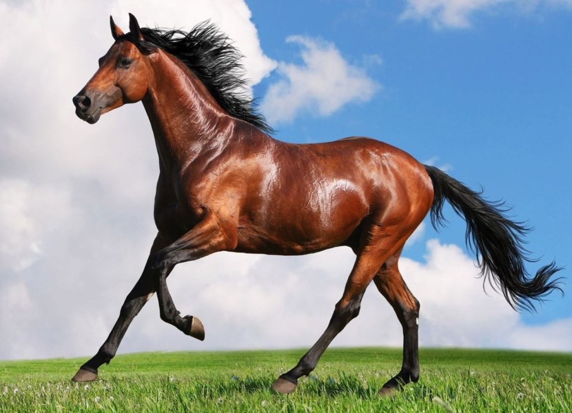 Лошадь - общее описание, ареал обитания, породы, питания и уход + 99 фото