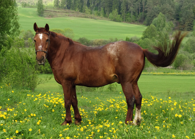 Лошадь - общее описание, ареал обитания, породы, питания и уход + 99 фото