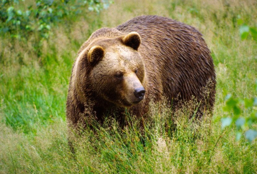 Медведь - разновидности, ареал обитания, питание, содержание в неволе + 83 фото