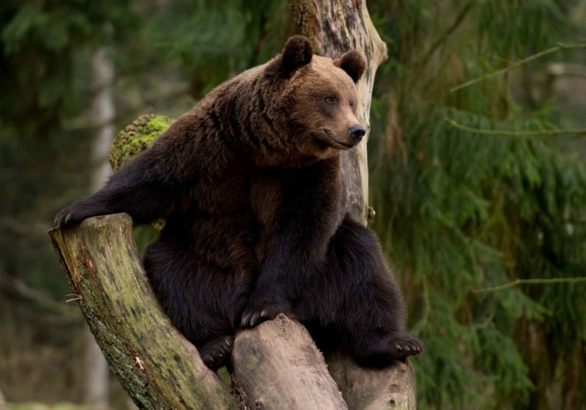 Медведь - разновидности, ареал обитания, питание, содержание в неволе + 83 фото