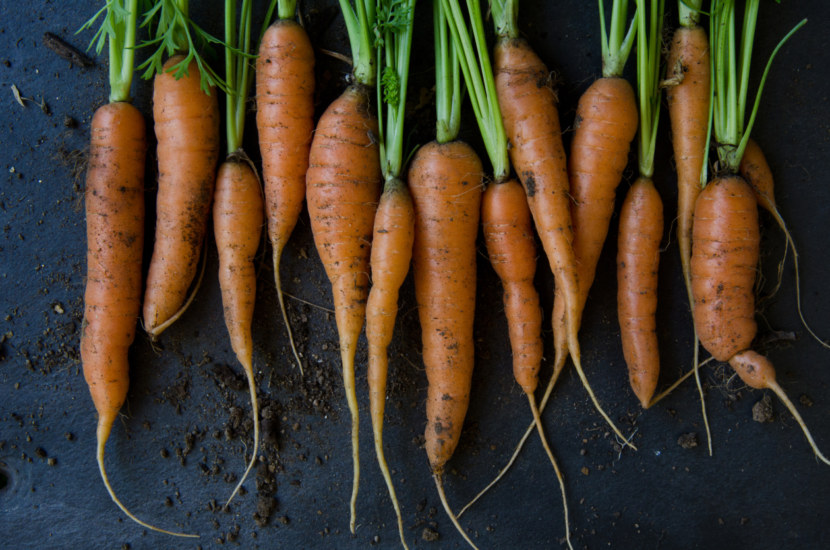 Морковь - виды, основные достоинства и противопоказания + 104 фото