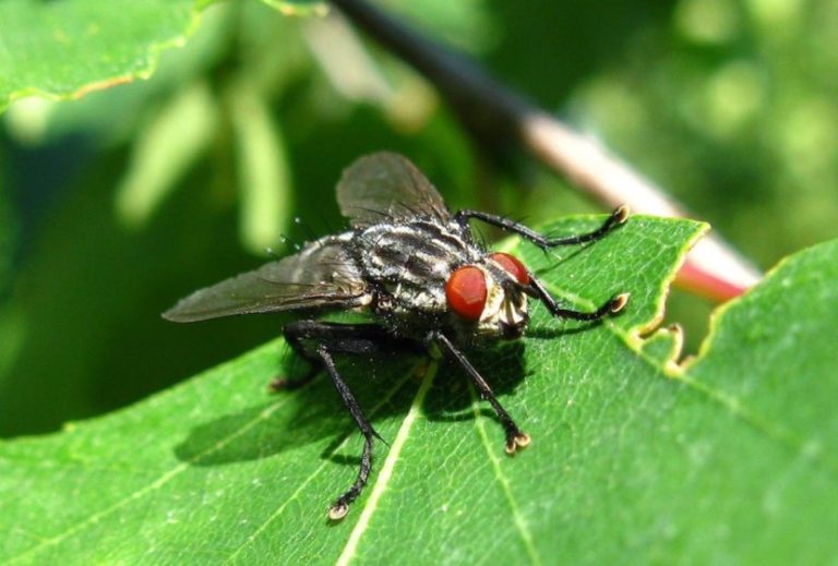 Красная муха фото