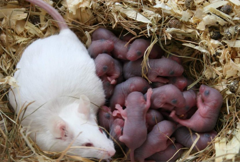 Мышь: обзор видов, питание и быт, способ жизни мышей (93 фото)