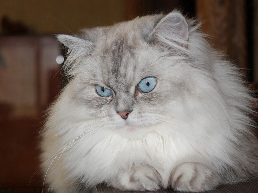 Невская маскарадная кошка - история, отличительные черты, стандарты, характер, питание + 97 фото