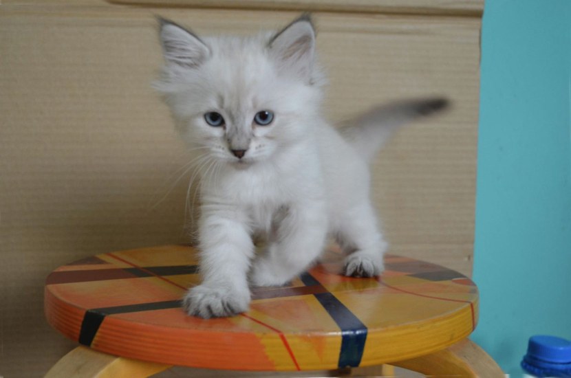 Невская маскарадная кошка - история, отличительные черты, стандарты, характер, питание + 97 фото