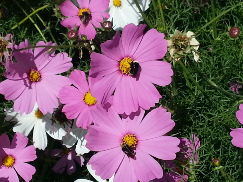 Однолетние цветы - основные типы и особенности посадки + 108 фото