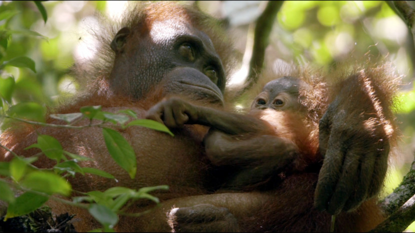 Орангутан - среда обитания, внешний вид, способности, детеныши + 94 фото