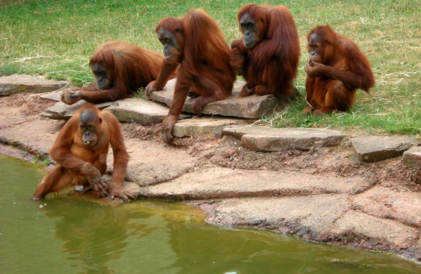Орангутан - среда обитания, внешний вид, способности, детеныши + 94 фото