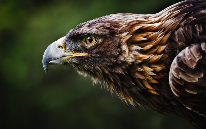 Орел - внешний вид и описание особенностей, питание, ареал обитания, размножение + 85 фото