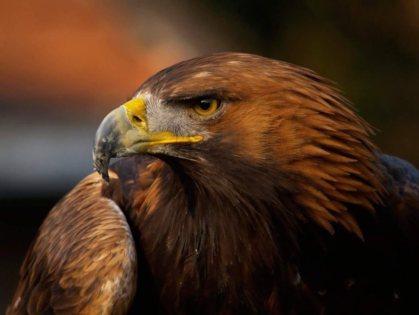 Орел - внешний вид и описание особенностей, питание, ареал обитания, размножение + 85 фото