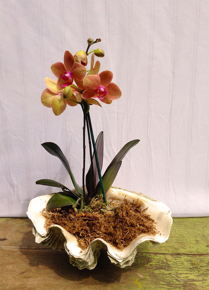 Орхидея - характеристика, уход и пересадка цветка + 85 фото
