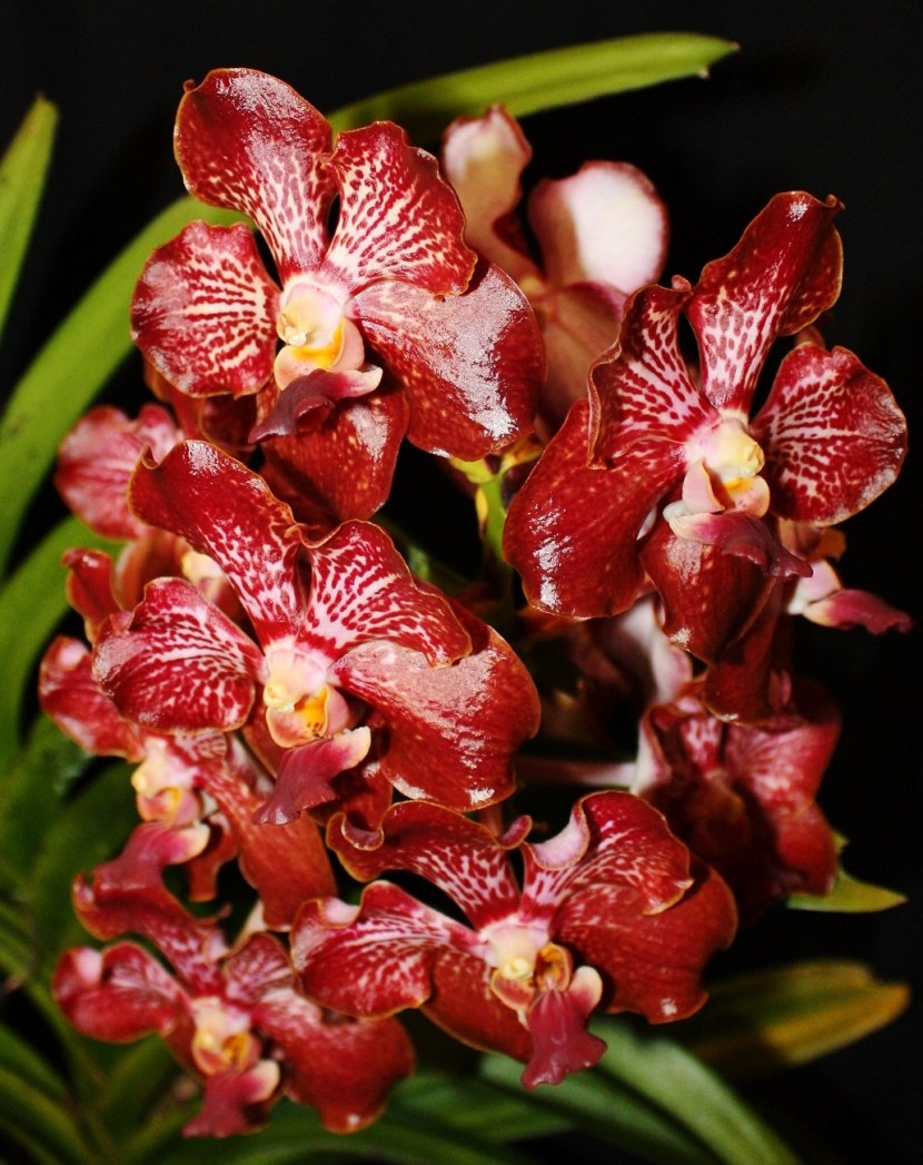 Орхидея - характеристика, уход и пересадка цветка + 85 фото