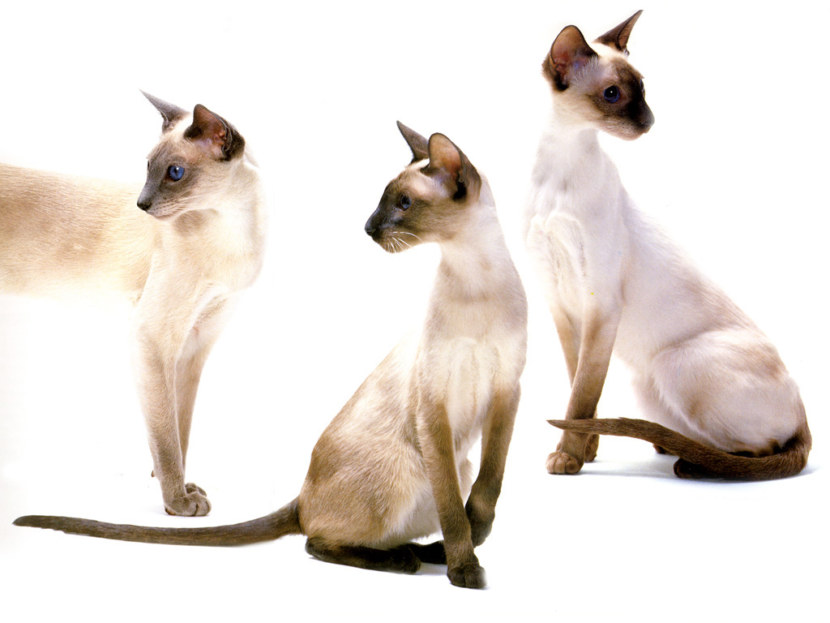 Ориентальная кошка - история породы, современные стандарты, характер, уход, питание + 83 фото
