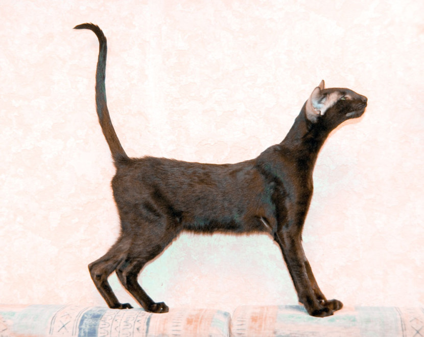 Ориентальная кошка - история породы, современные стандарты, характер, уход, питание + 83 фото