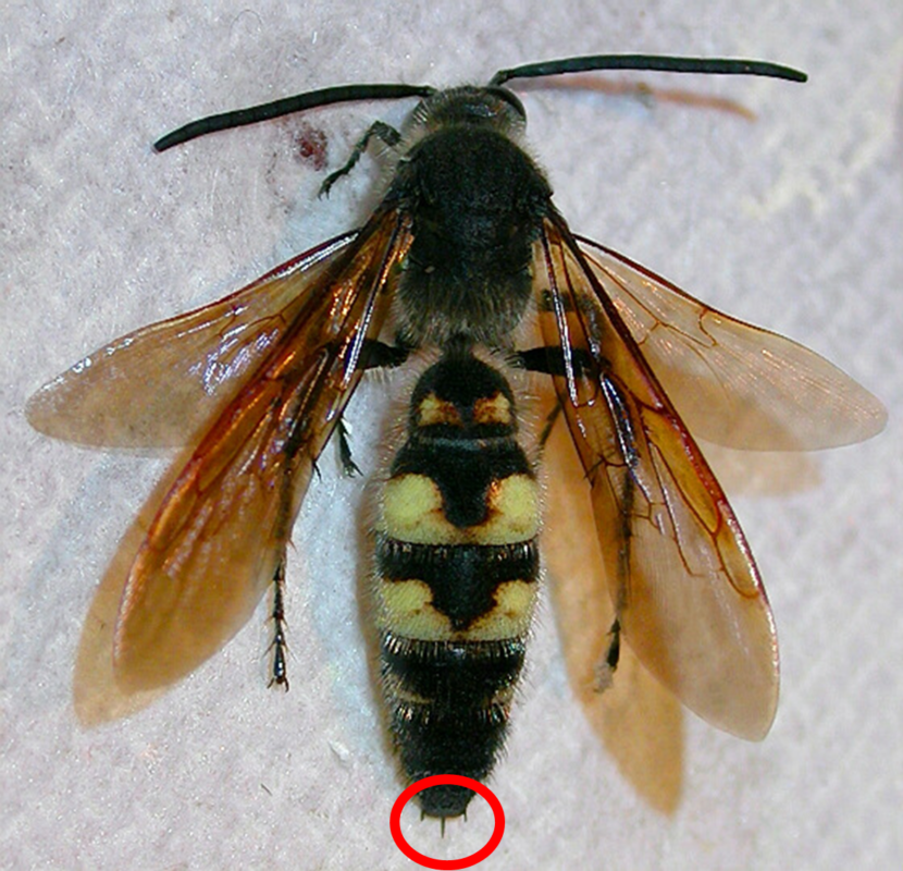 Сколько живут осы. Wasp ОС. Самка шершня. Осы. Самец осы.