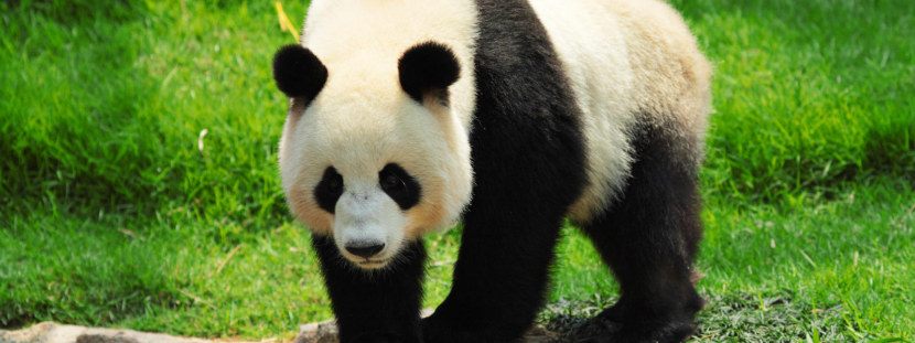 Панда - ареал обитания, особенности нрава, виды, рацион, особенности размножения + 94 фото
