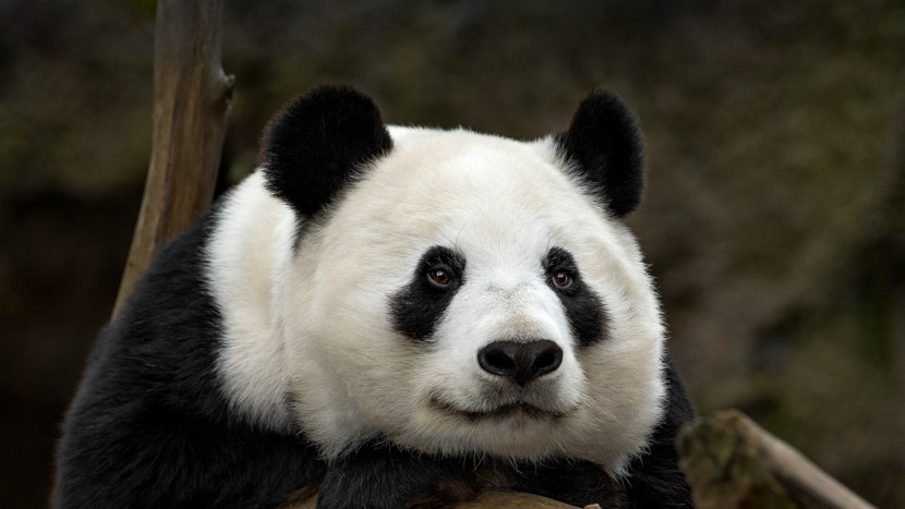 Панда - ареал обитания, особенности нрава, виды, рацион, особенности размножения + 94 фото