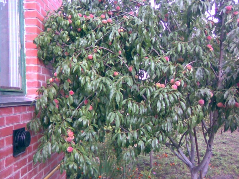 Взрослое дерево персика фото