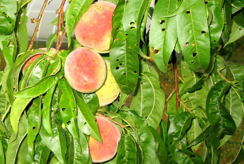 Персик - выращивание, размножение, болезни и разновидности + 81 фото