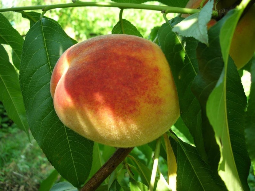 Персик - выращивание, размножение, болезни и разновидности + 81 фото