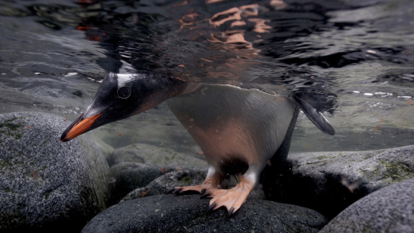 Пингвин - питание, места обитания, размножение и продолжительность жизни + 111 фото