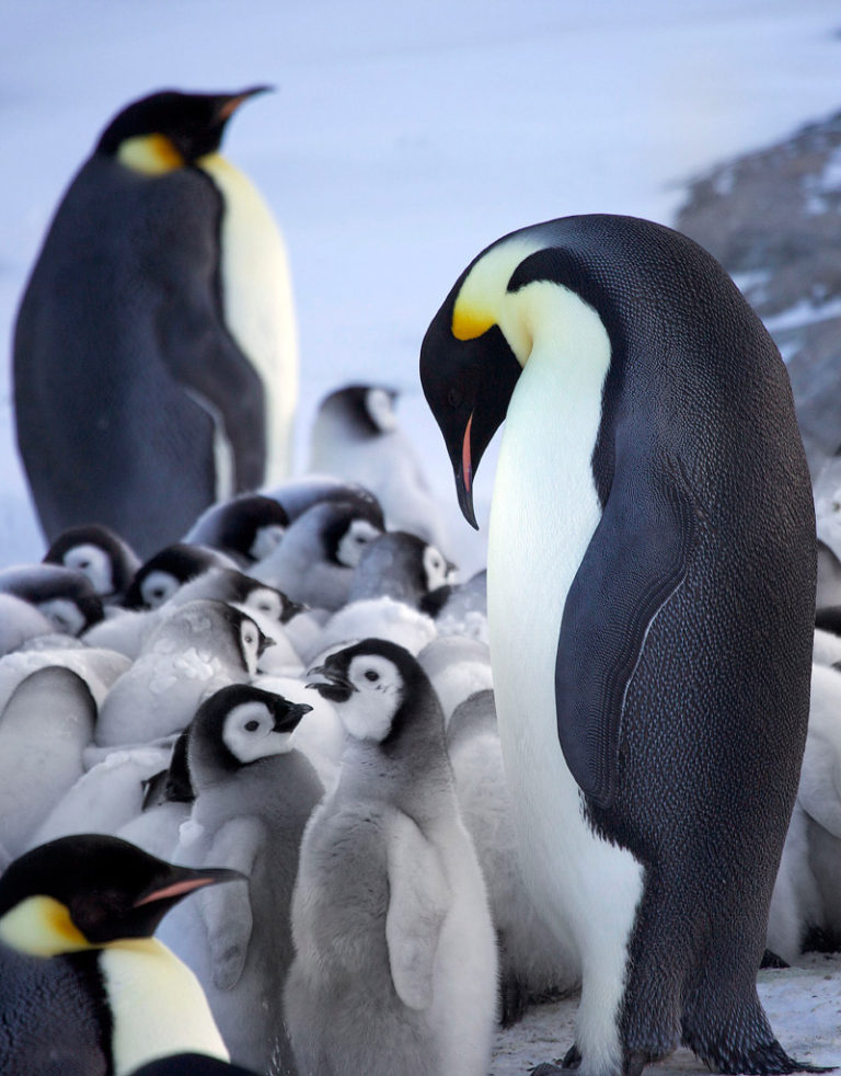 Журнал пингвин фото