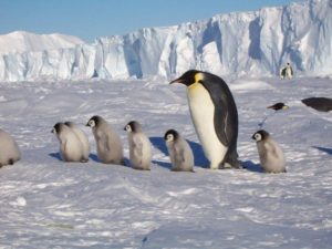 Пингвин какой прилагательные для детей