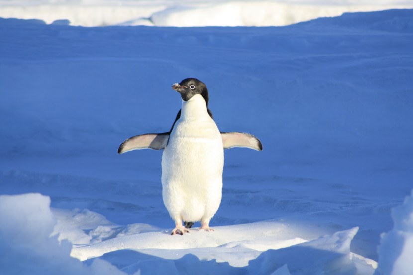 Пингвин - питание, места обитания, размножение и продолжительность жизни + 111 фото