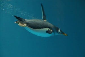 Пингвин какой прилагательные для детей