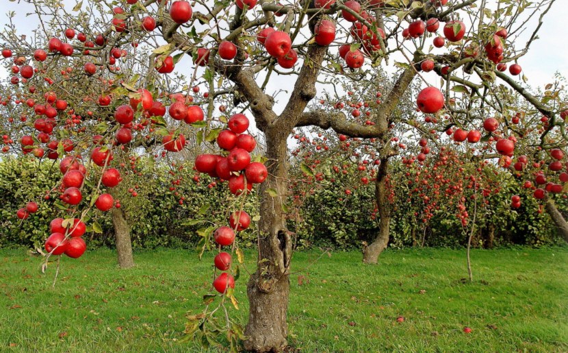 Посадка плодовых деревьев - правила, сроки и схема высадки + 81 фото