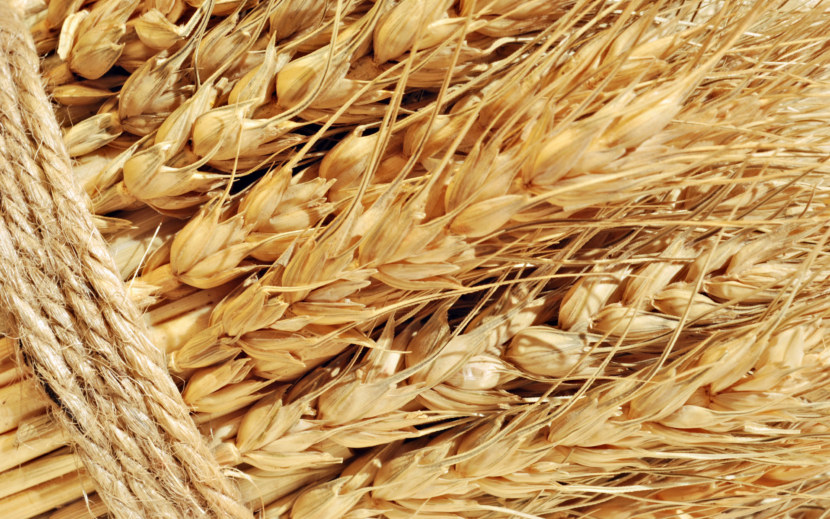 Пшеница - разновидности, места для выращивания и полезные свойства + 78 фото