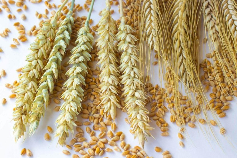 Пшеница - разновидности, места для выращивания и полезные свойства + 78 фото
