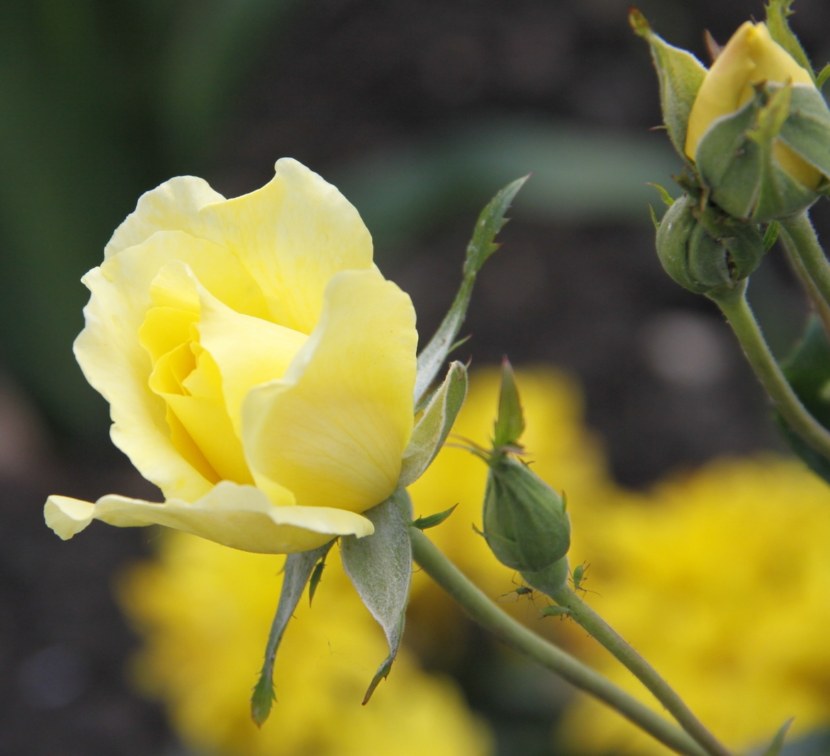 Роза - требования к росту, почве и основные проблемы при пересадке + 95 фото