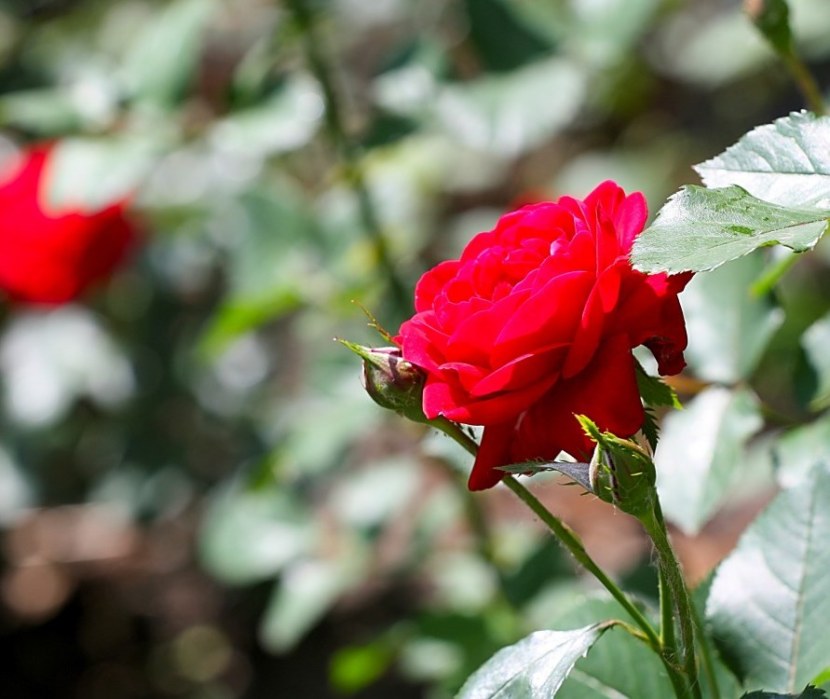 Роза - требования к росту, почве и основные проблемы при пересадке + 95 фото