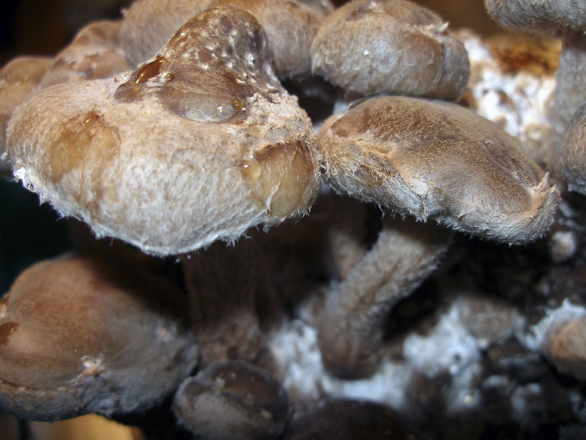 Шиитаке - внешний вид, состав, польза и вред, культивирование гриба + 72 фото