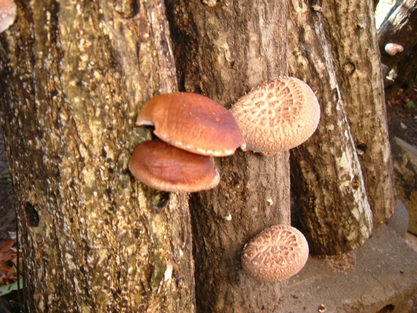 Шиитаке - внешний вид, состав, польза и вред, культивирование гриба + 72 фото