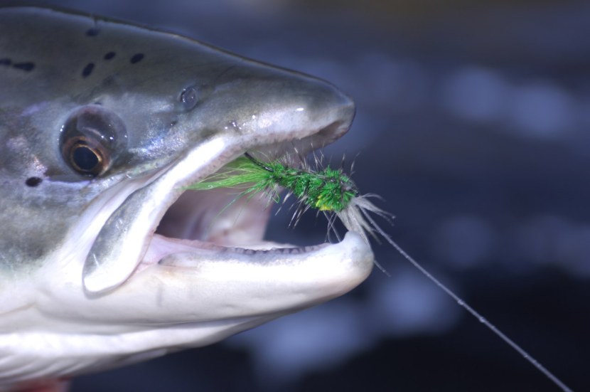 Семга - описание рыбы, места обитания, питание, нерест, полезные свойства + 91 фото