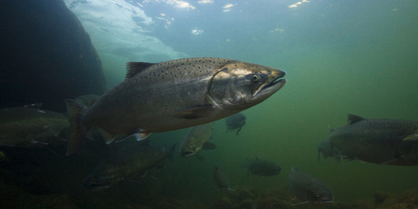 Семга - описание рыбы, места обитания, питание, нерест, полезные свойства + 91 фото