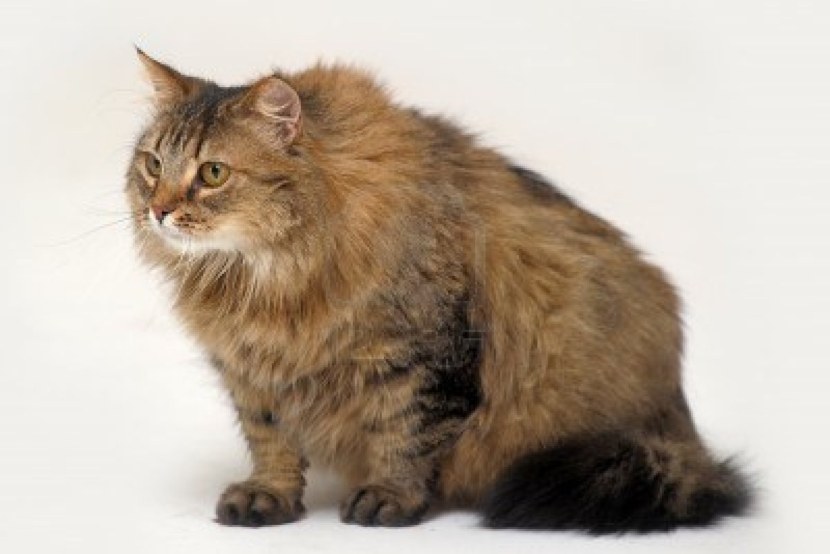 Сибирская кошка - история породы, описание, характер и повадки + 95 фото