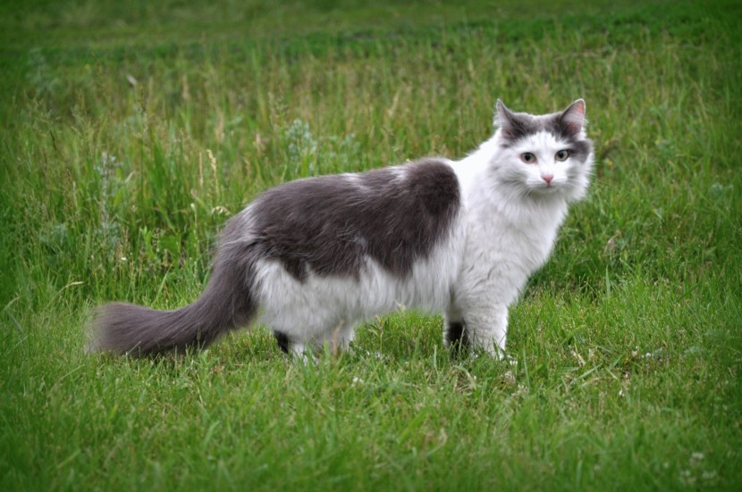 Сибирская кошка - история породы, описание, характер и повадки + 95 фото