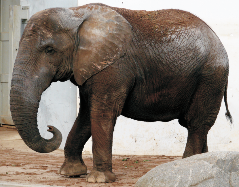 5 слоник. Слон весит 5 тонн. Слоны. Индийский слон. Африканский слон.