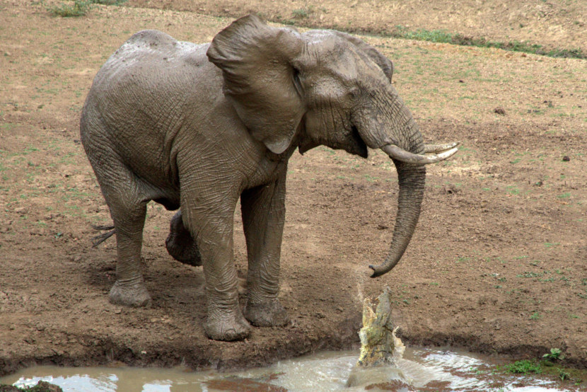 Слон - краткое описание, процесс размножения, интересные факты (89 фото + видео)