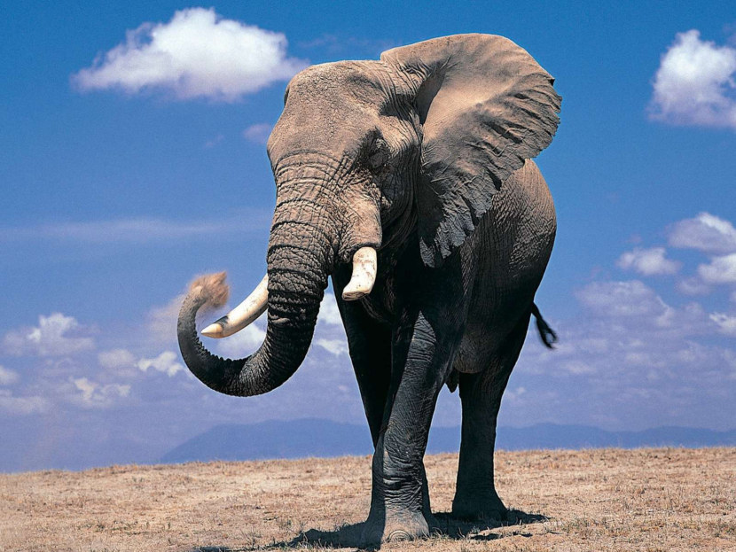 Слон - краткое описание, процесс размножения, интересные факты (89 фото + видео)