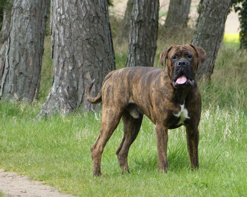 Собака боксер - окрас, бойцовские качества, уход и воспитание, питание + 95 фото