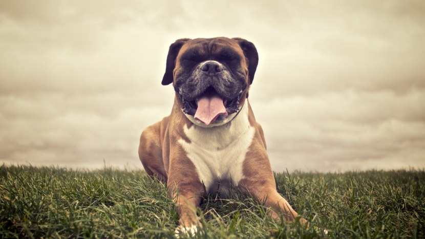 Собака боксер - окрас, бойцовские качества, уход и воспитание, питание + 95 фото