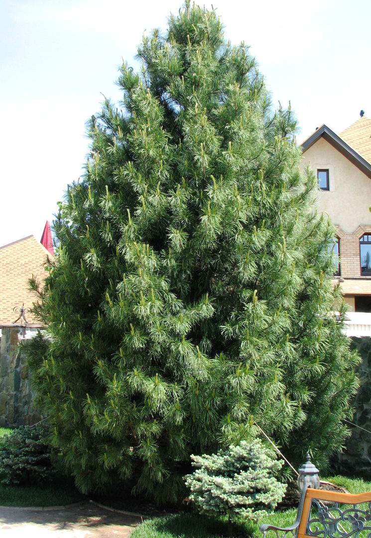 Сосна: уникальное дерево с огромным спектром применения (77 фото)