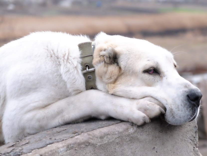 Среднеазиатская овчарка (Алабай) - внешние данные, выбор щенка, содержание и уход, рацион питания, болезни собак + 74 фото