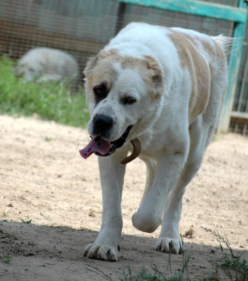 Среднеазиатская овчарка (Алабай) - внешние данные, выбор щенка, содержание и уход, рацион питания, болезни собак + 74 фото