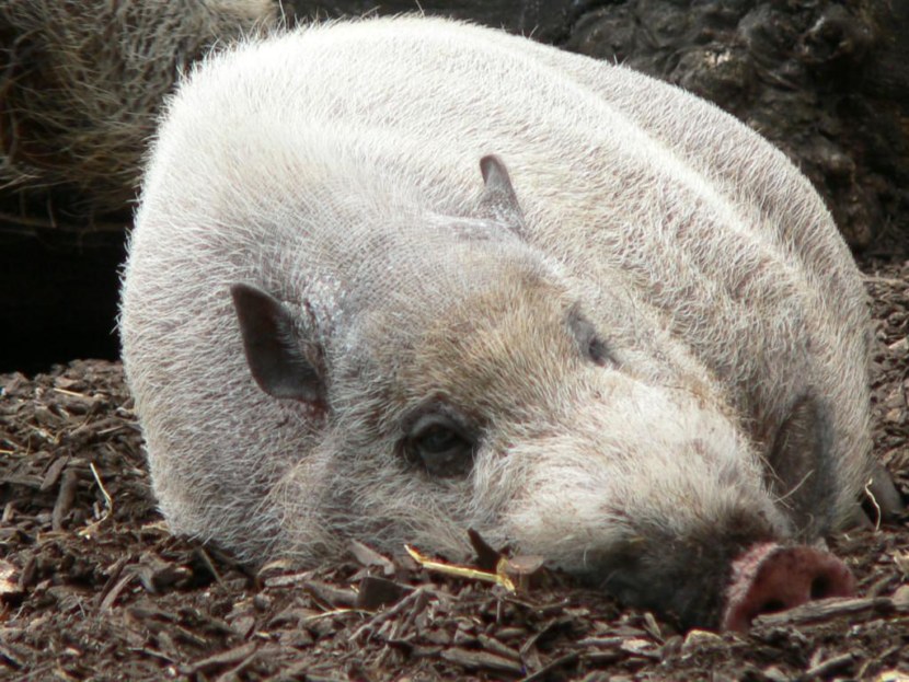 Свинья - классификация и среда обитания, особые виды, содержание + 68 фото