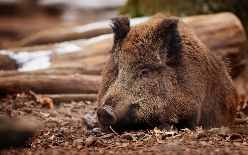 Свинья - классификация и среда обитания, особые виды, содержание + 68 фото